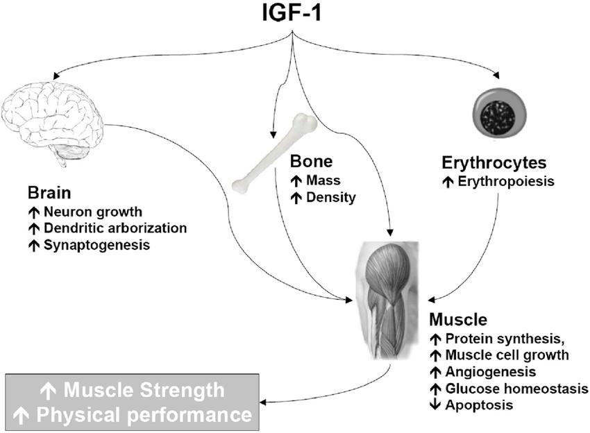 IGF-1 LR3 de Driada Medical: un potente péptido que favorece el crecimiento muscular y la recuperación. Descubre sus beneficios, dosis y modo de uso