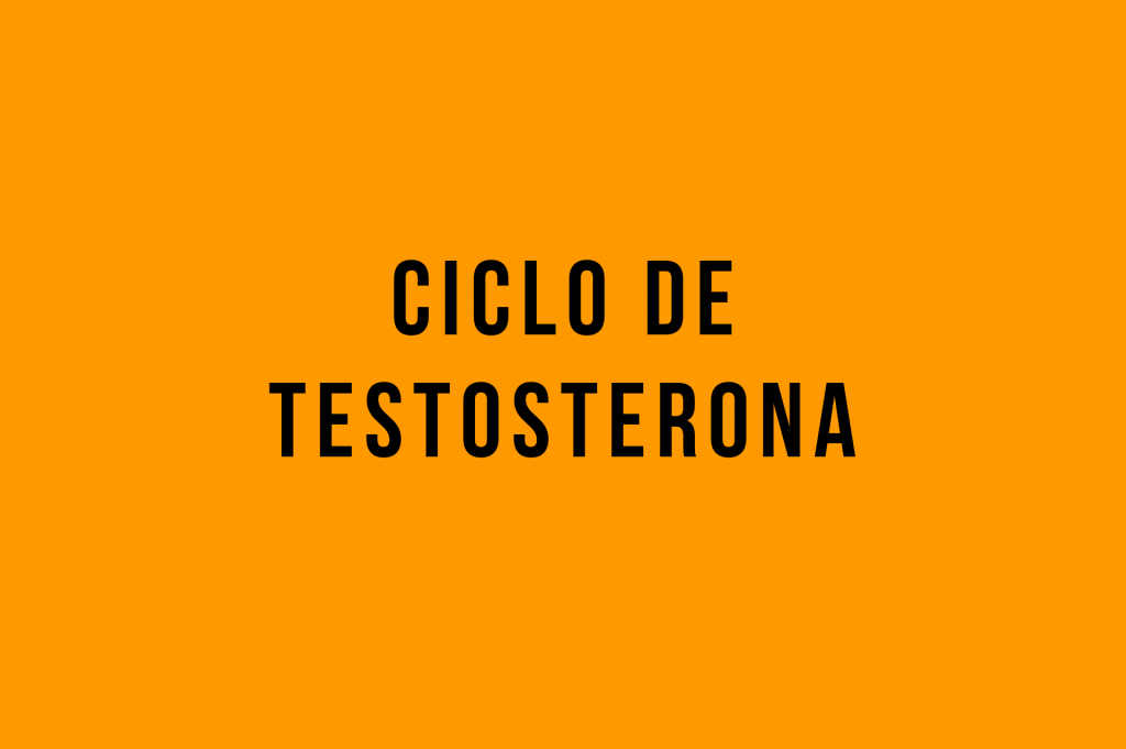 ciclo de testosterona