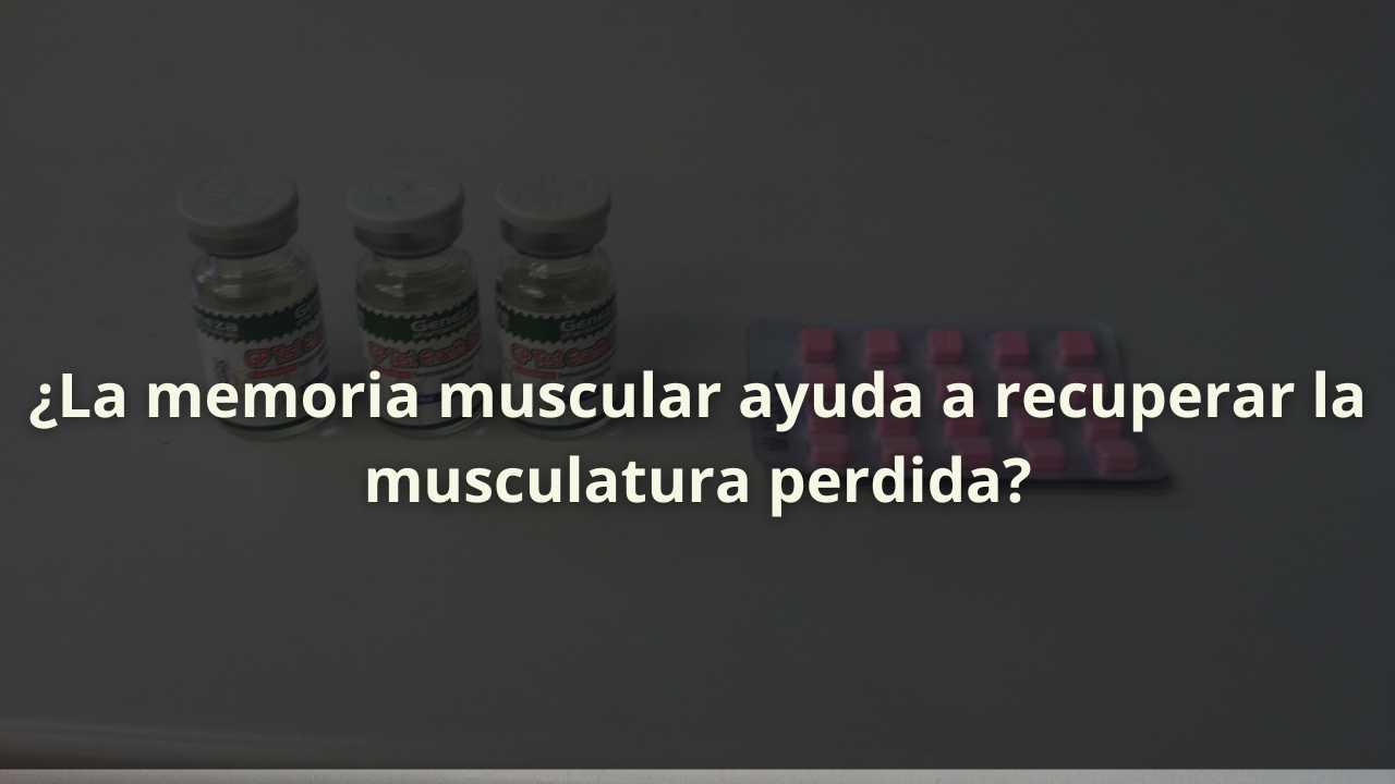 memoria muscular recuperar musculatura